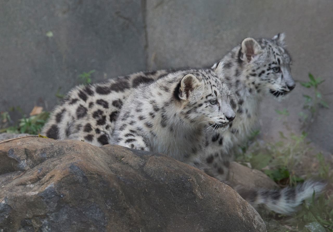 Los hermanitos salieron por primera vez al mundo.
