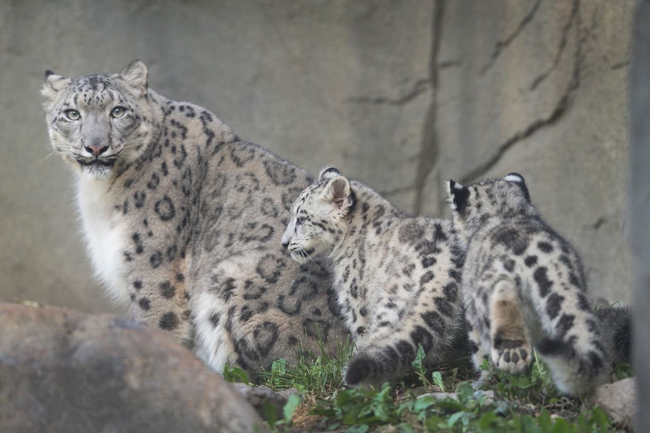 Estos felinos viven en las montañas remotas, con altitudes de hasta 6000 metros.