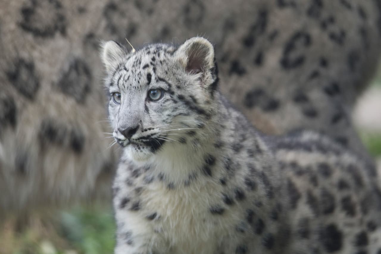 Él es un pequeño leopardo de la nieve.