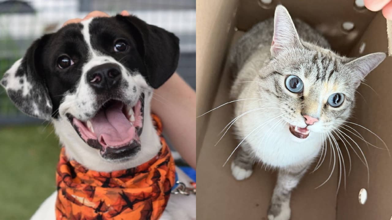 Cómo adoptar una mascota en la ciudad de Nueva York: conoce el proceso y las tarifas