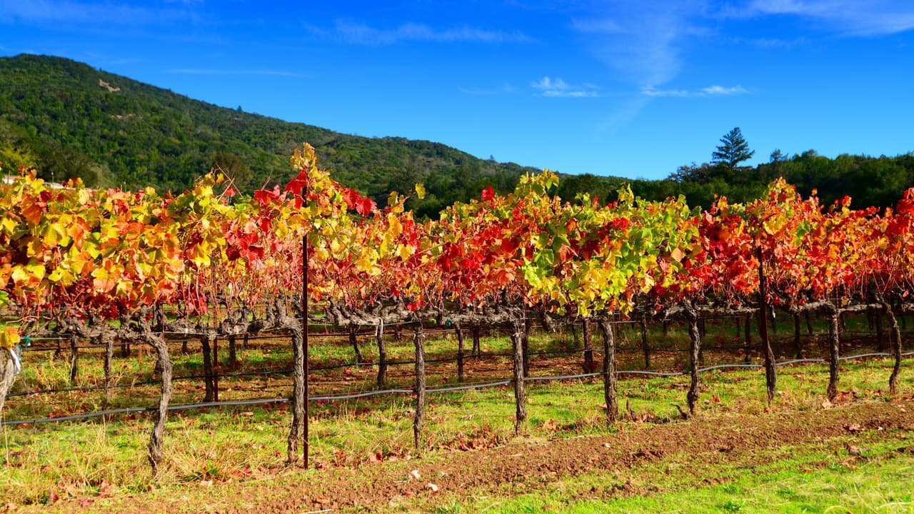 <h2 class="cms-H2-H2">Wine Country</h2>
<br>
<br>El Área de la Bahía también tiene regiones en las que se pueden disfrutar los tonos rojizos, dorados, anaranjados y cobrizos del otoño y uno de estos es
<b>Wine Country, en los valles de Napa y Sonoma</b>.