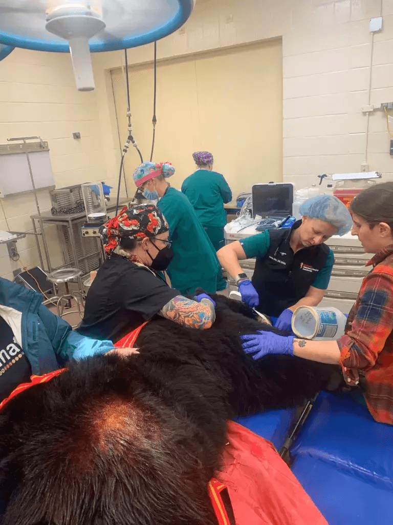 Yona fue llevada a NC State la semana pasada, donde un equipo de más de 50 personas (veterinarios, técnicos y estudiantes) trabajó para ayudar a Yona.
<br>