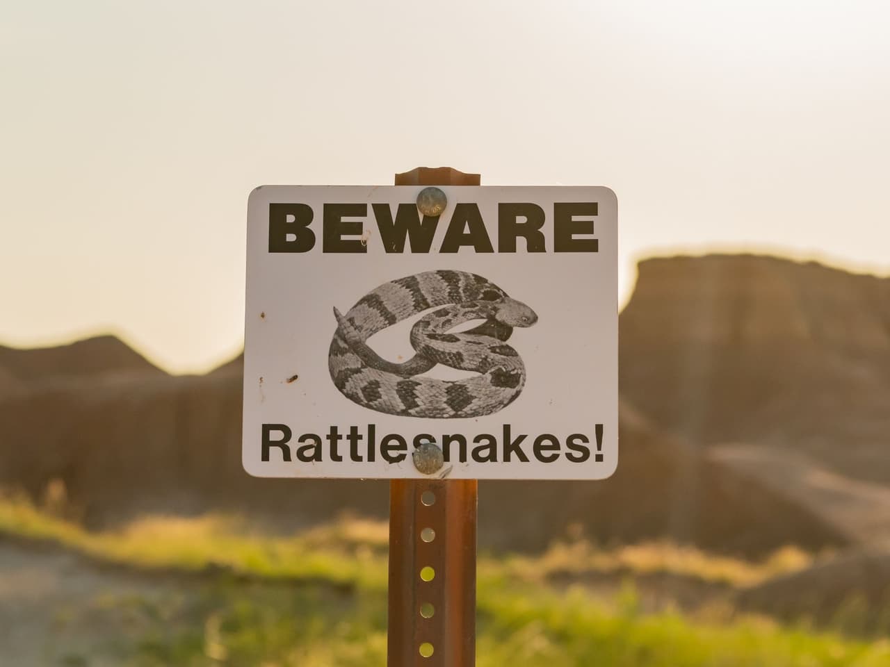 La mayoría de las serpientes nativas de California son inofensivas, pero el Departamento de Pesca y Vida Silvestre de California (CDFW) recomienda evitar la serpiente de cascabel, una especie venenosa, y saber qué hacer en caso de una mordedura.
<br>