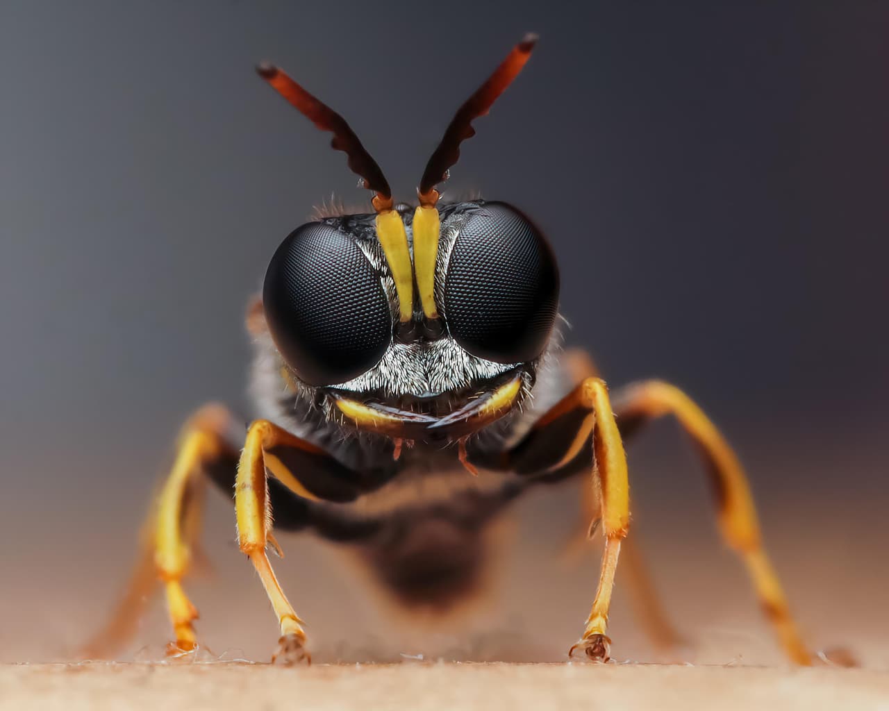 <b>‘Sus ojos lo atrapan’</b>. Esta imagen ganó el segundo lugar en la categoría 'moscas, abejas, avispas y libélulas' del
<a href="http://www.photocrowd.com/bugs" target="_blank">Premio Luminar al Fotógrafo de Insectos del Año 2020</a>. Su autor asegura que “la lluvia es enemiga del fotógrafo de insectos, pero en este caso funcionó a mi favor porque la pequeña avispa se vio obligada a refugiarse”.
<br>