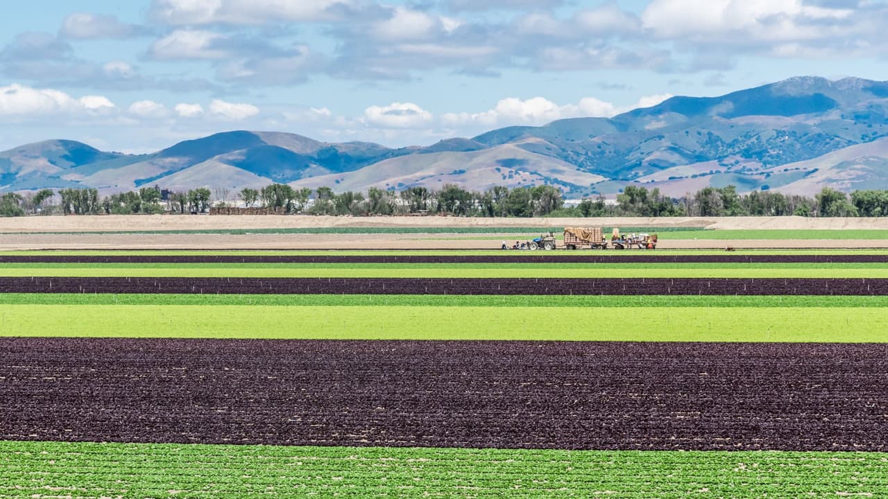 <h2 class="cms-H2-H2">9.- Salinas, CA</h2>
<br>
<br>Es una de las ciudades que ha prosperado gracias a la agricultura. Salinas es una ciudad que se autodenomina
<b> “la ensaladera del mundo”</b> por su amplia variedad de cultivos que van desde los tomates hasta las uvas para vino.
<br>
<br>Se trata de una ciudad tranquila, con un centro destacado por ser uno de los más tradicionales del norte de California.