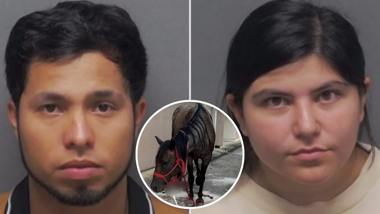 Una pareja choca y abandona un remolque destrozado con su caballo aún dentro