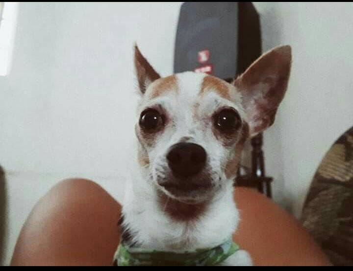 "Él es nuestro precioso Nemo!!!" - Reyna Del Angel Chaires