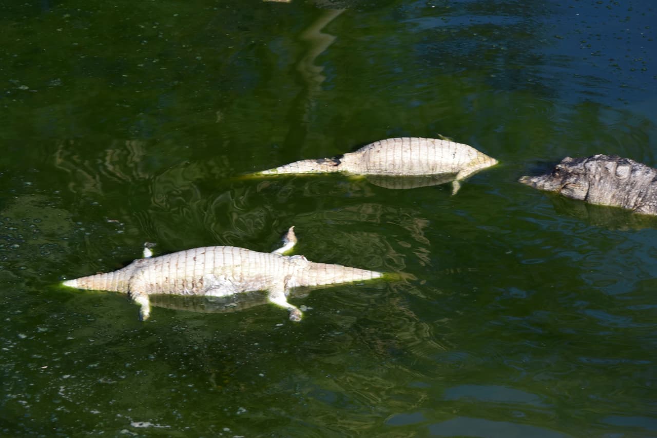 La fauna silvestre -y también el ganado en los alrededores- están sufriendo las consecuencias. Muchos de los animales han muerto y flotan en lo que queda de sus aguas. Otros están luchando por sobrevivir.