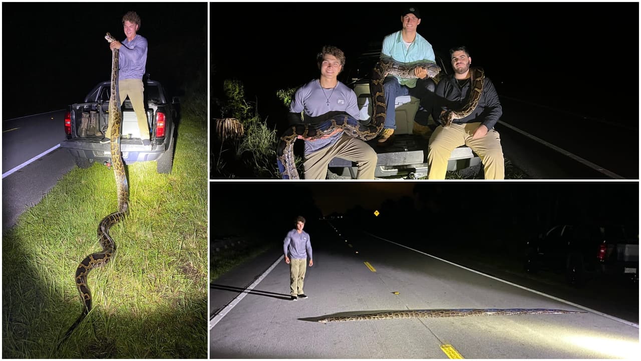 Tres jóvenes cazadores capturan una pitón de 5.5 metros en una carretera de Florida