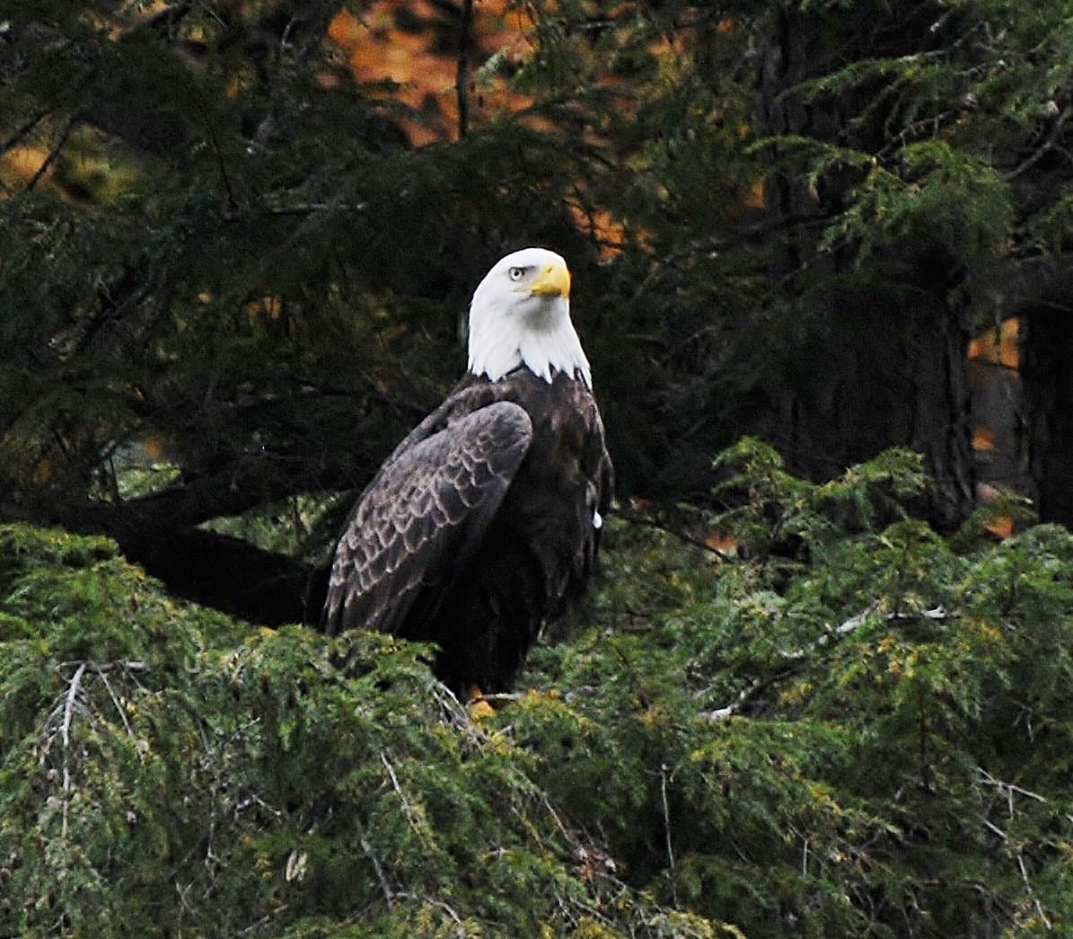 Las aves migratorias y reproductoras que se pueden ver incluyen pájaros carpinteros, currucas de luto y currucas blancas y negras, pavos salvajes y zorzales de madera y ermitaños.
