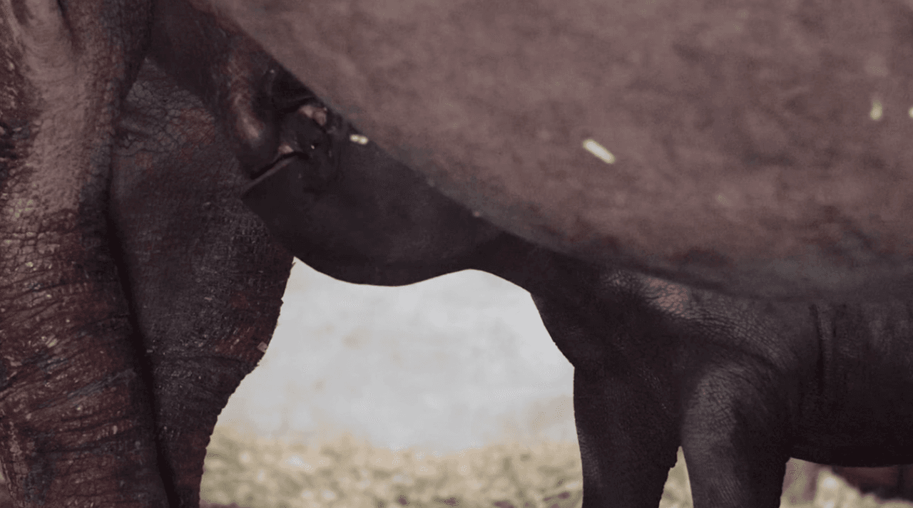 Aseguran que los rinocerontes están en peligro de extinción en el Sur de África