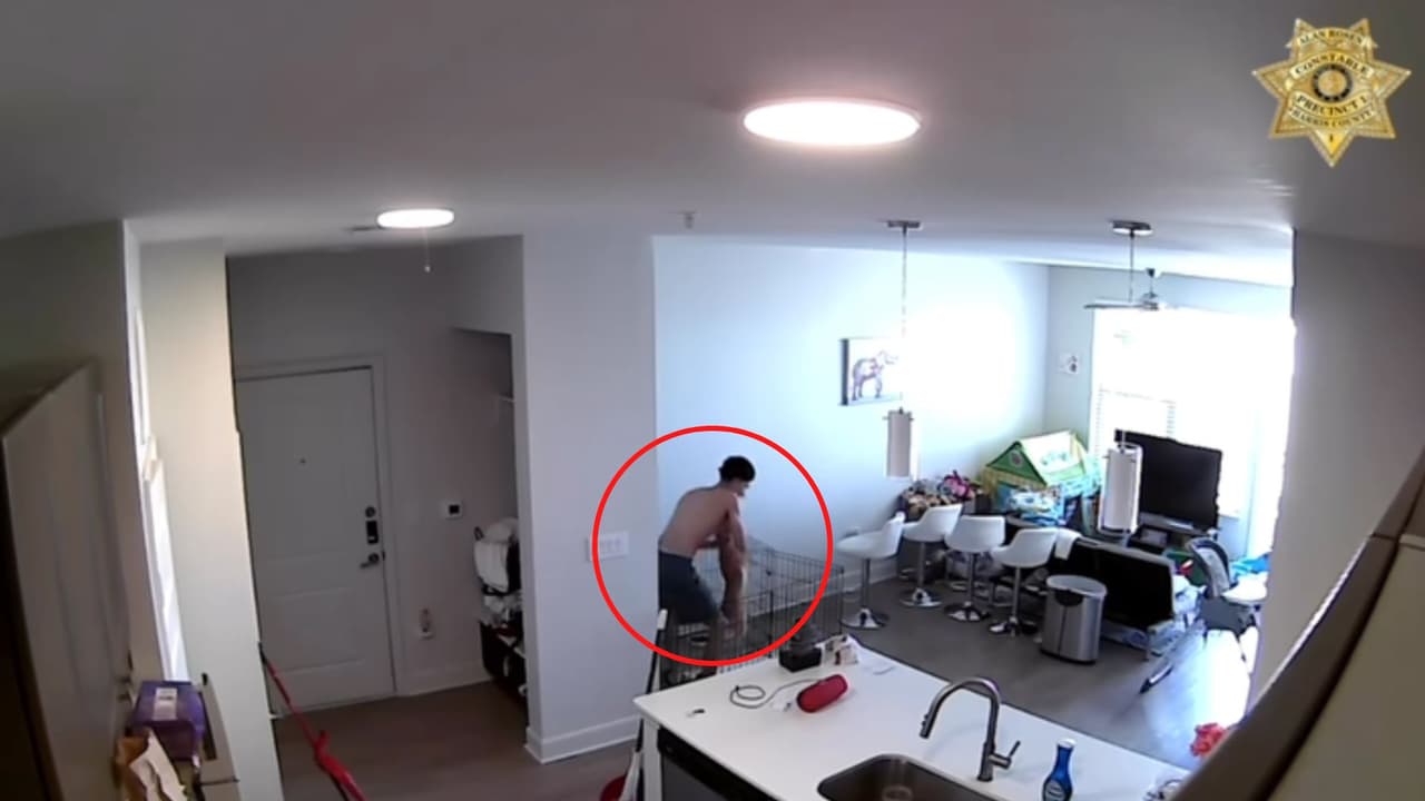 Justicia para Koko: joven de 22 años es sentenciado por golpear múltiples veces a su perrita terrier en Houston