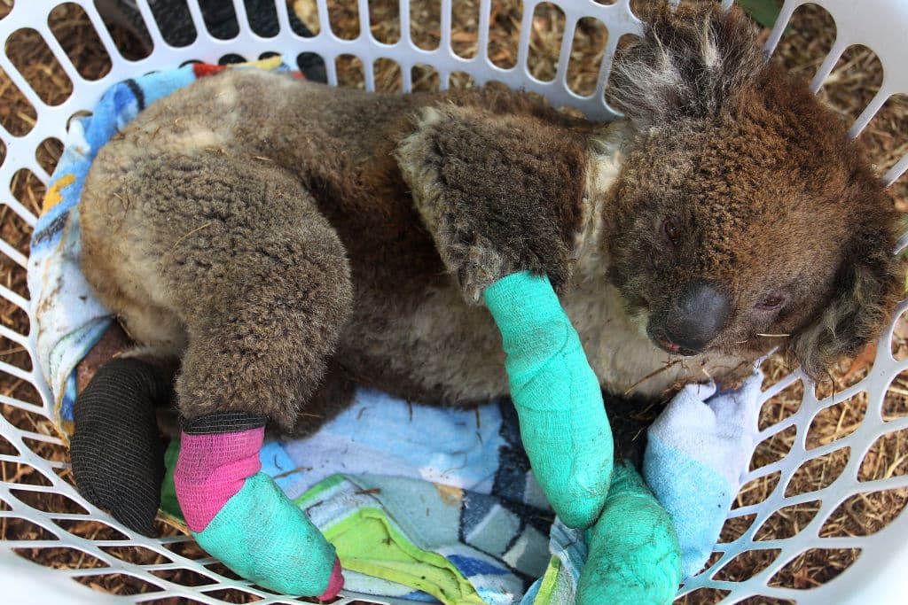Se estima que más de 50,000 koalas fueron afectados y perdidos durante los incendios, algo que responde al 50% de la población de esa especie.