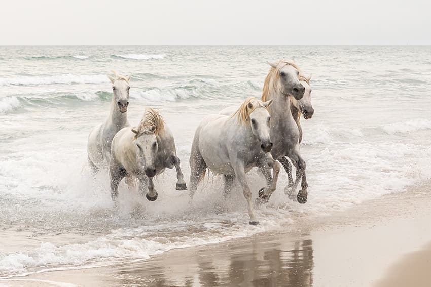 <b>Caballos de Camargue</b>
<br>
<br>“Cuando visitamos Francia este verano, vimos los famosos caballos blancos de Camargue. Su elegancia y energía me fascinaron tanto que me quedé sin palabras”, contó el autor de esta fotografía.
<br>