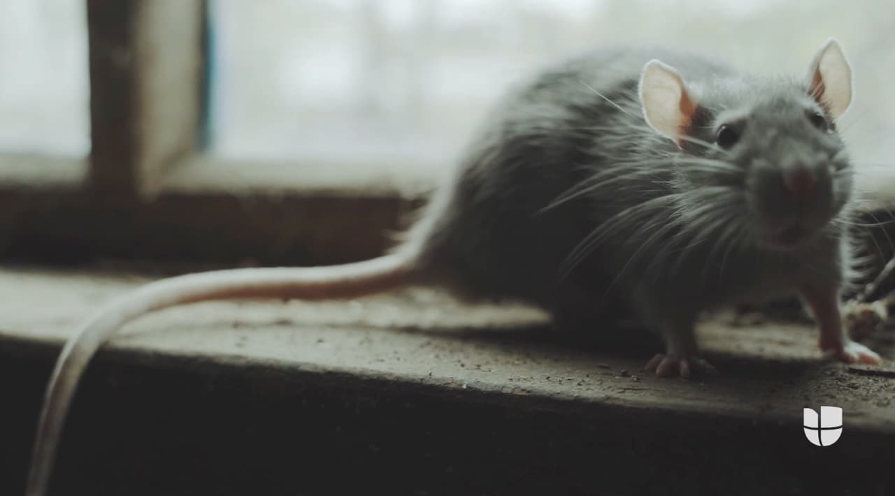 Incautan miles de cajas de alimentos en bodega de Miami por infestación de ratas