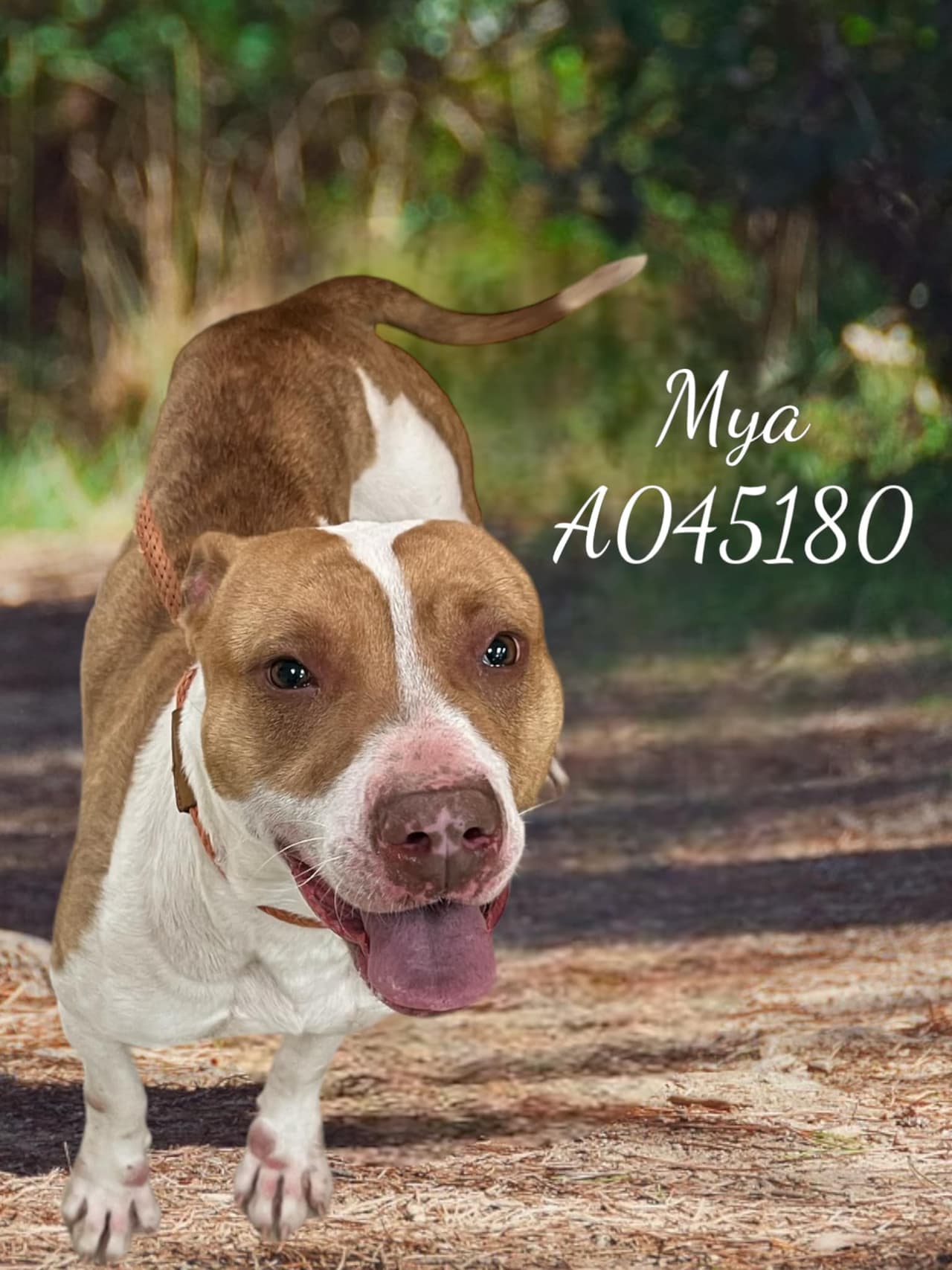 Estos perros han estado en el refugio por más tiempo.