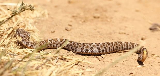 Las serpientes de cascabel son una especie especial e icónica de California y son las únicas especies de serpientes nativas venenosas en el estado. Matan a sus presas mordiendo e inyectando veneno con sus afilados colmillos. Una vez que el animal muere, se lo tragan entero.
