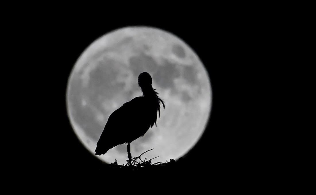 Este octubre el satélite natural de la Tierra logró finalizar su ciclo justo a tiempo para darnos la oportunidad de observar este fenómeno, que además, coincidió con la celebración de Halloween.