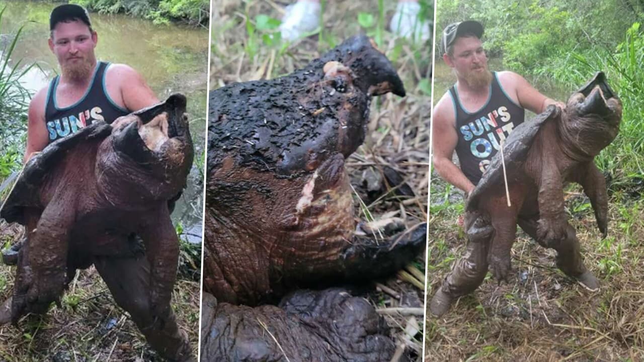 Hombre buscaba pescar un bagre y terminó enganchando a enorme tortuga caimán de “entre 100 y 150 años”
