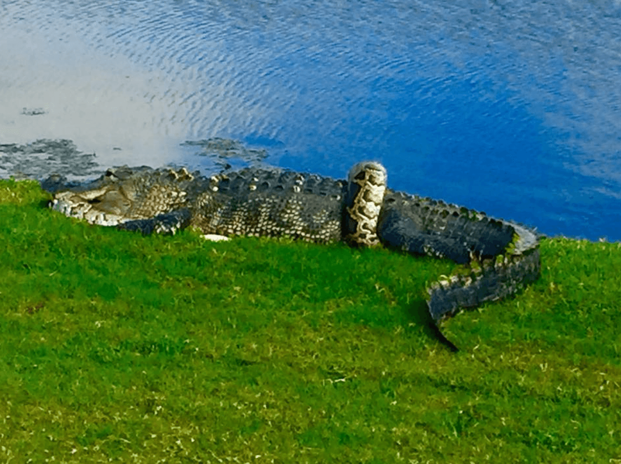 Un grupo de hombres que jugaban en el Golf Club de Fiddler's Creek, en Naples, se topó con una espectacular escena en el hoyo 10.