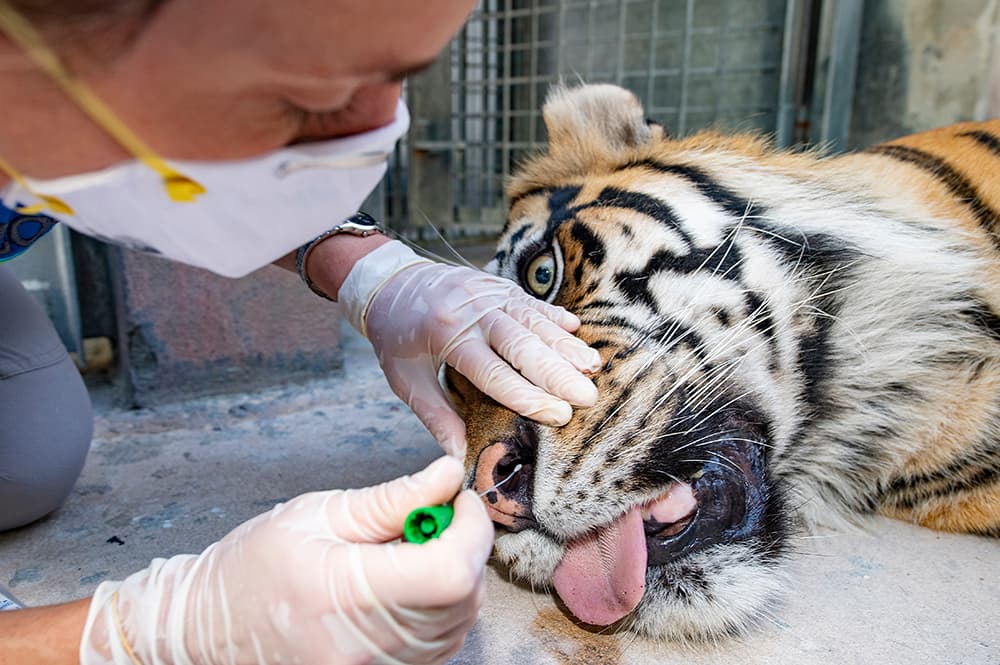 En las fosas nasales.
<br>