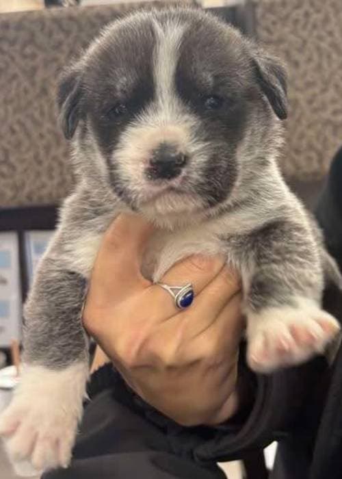 El cachorrito que desapareció en el sitio y que una familia rescató, para luego reunirlo con su mamá y hermanitos.