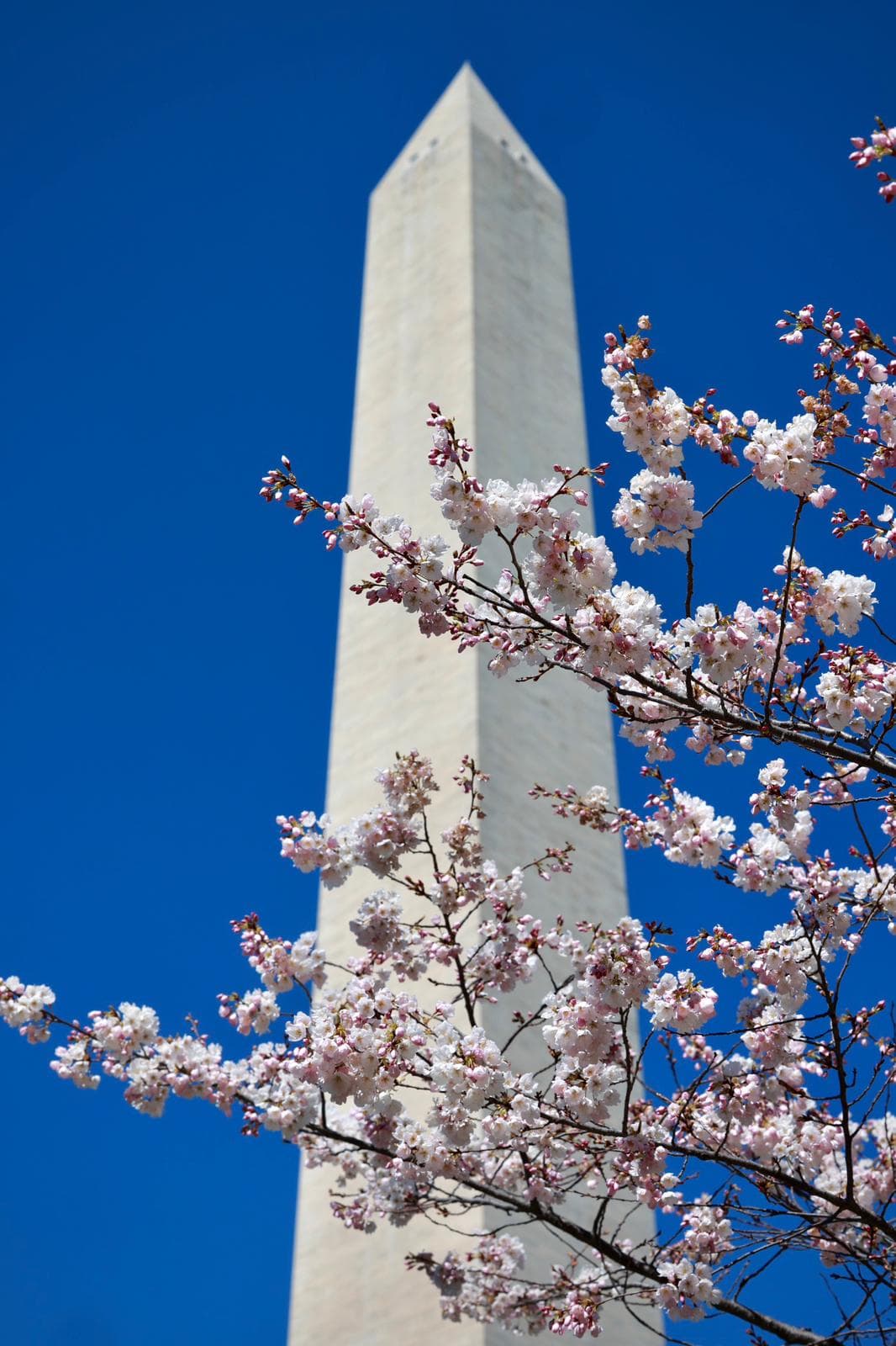 Se espera que para este año 2023, el
<a href="https://www.univision.com/local/washington-dc-wfdc/pronostico-florecimiento-cherry-blossoms-washigton-dc">florecimiento máximo de los cherry blossom</a> ocurra entre el 22 y el 25 de marzo.