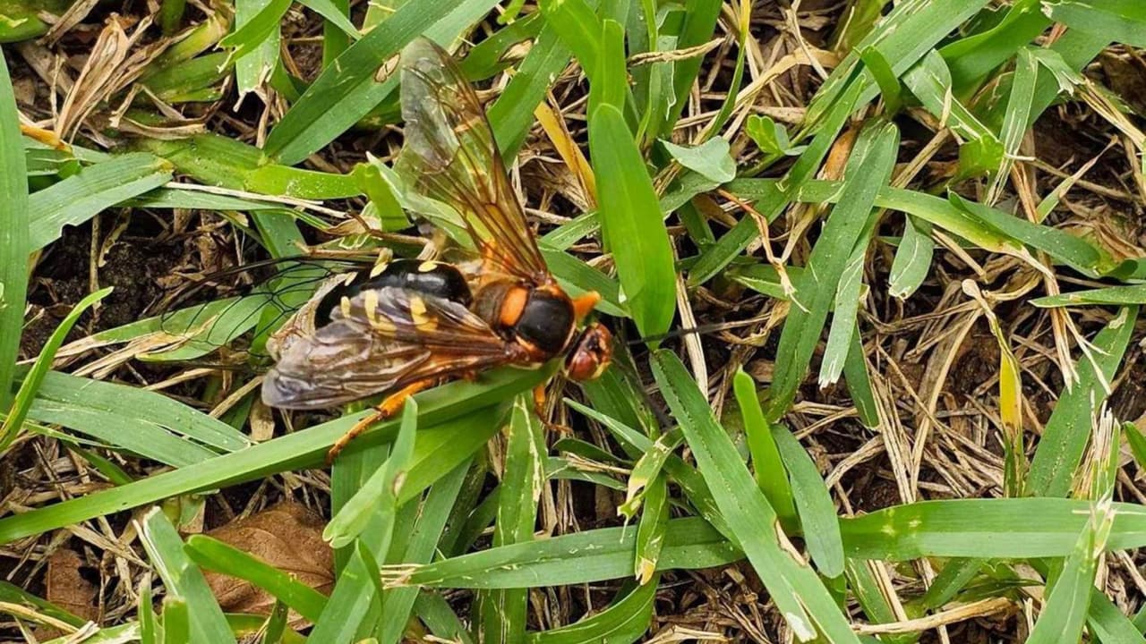 Estas son las avispas asesinas de cigarras.