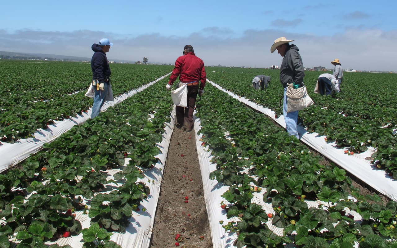 El campo de EEUU necesita inmigrantes: 4 de cada 10 votantes rurales creen que Trump fue demasiado lejos con las deportaciones