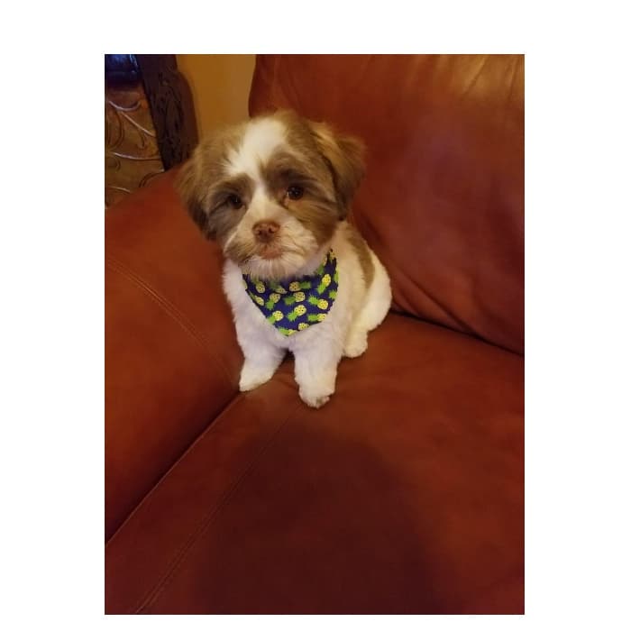 "La foto la tomó mi niña. El Toby ha sido su fiel amigo, la acompaña siempre y ella le toma todas sus fotos", nos dice Saimy Mata.