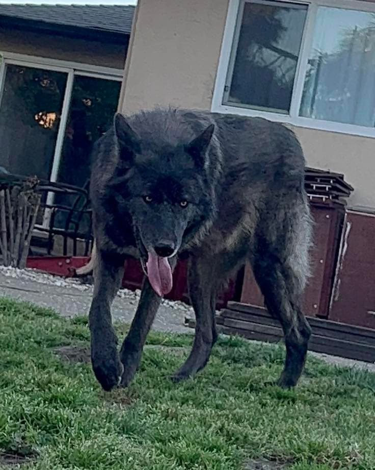 Las autoridades recibieron múltiples informes sobre la presencia del canino, que es el doble del tamaño de un husky, y comenzaron la búsqueda el domingo por la tarde.