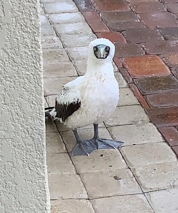 En su mayoría, son aves de diferentes especies, ardillas y pájaros.