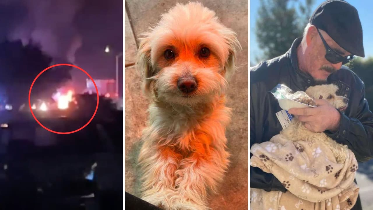 Así fue el reencuentro entre la perrita Bailey y su familia: se extravió tras un accidente que dejó su auto en llamas