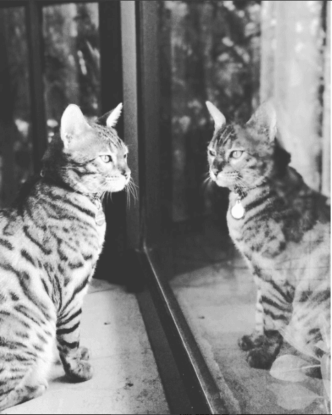 Ramón tiene incluso su propia cuenta en Instragram: @ramonnadamas