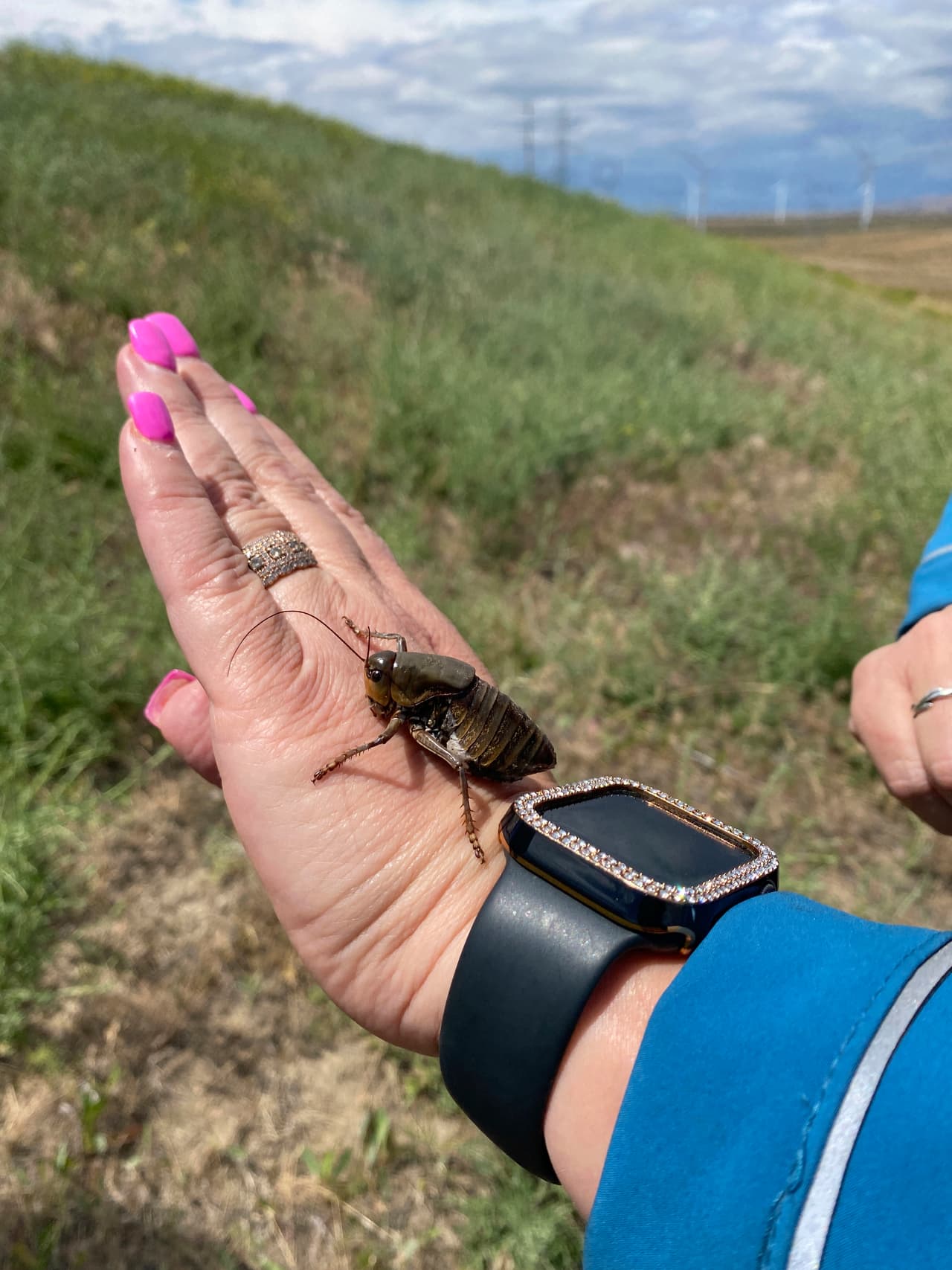April Aamodt muestra un grillo mormón que halló en el rancho de su cuñado, Skye Krebs, en Arlington, Oregon. Aamodt se ofreció como voluntaria para estudiar el fenómeno. Los grillos mormones no son nuevos en Oregon. La especie, nativa del oeste de América del Norte, es conocida con ese nombre desde inicios del siglo XIX, cuando arruinaron los campos de los colonos mormones en Utah. Pero en medio de la sequía y el aumento de las temperaturas, condiciones favorecedoras para los insectos, los brotes han empeorado en el oeste del país.