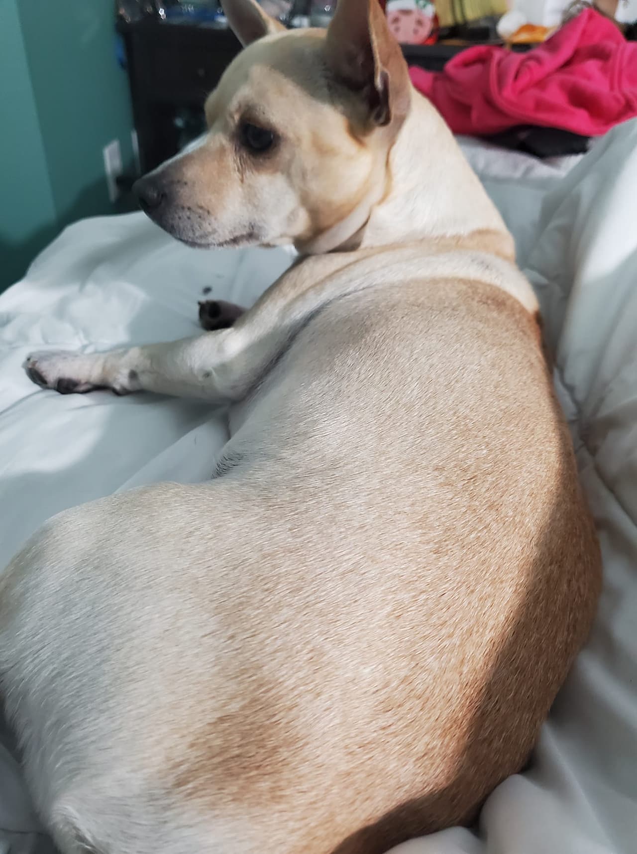 Día Nacional de las Mascotas