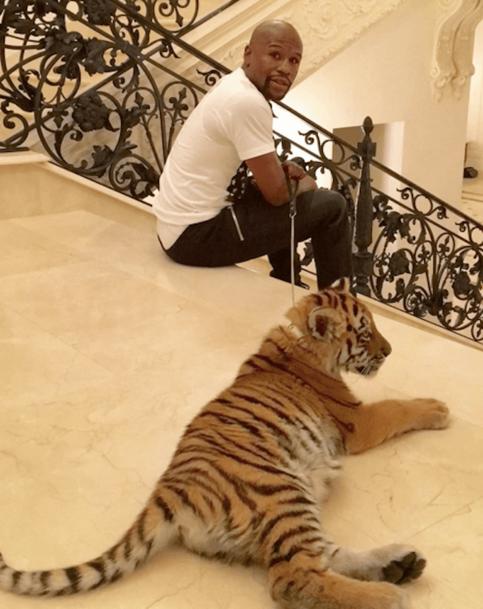 Otro boxeador que también es un amante de los tigres es
<b>Floyd Mayweather</b>, quien recibió este felino como regalo de Navidad.