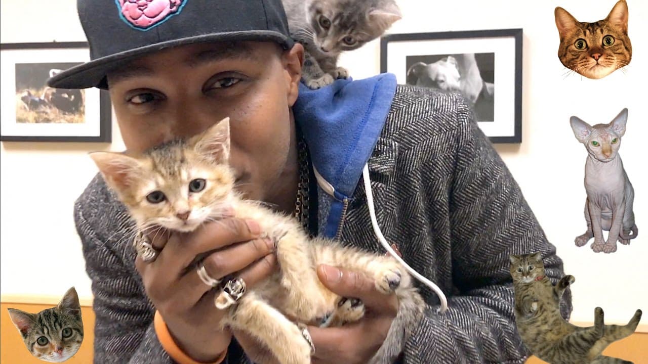 Rapper Raps About Adopting a Cat