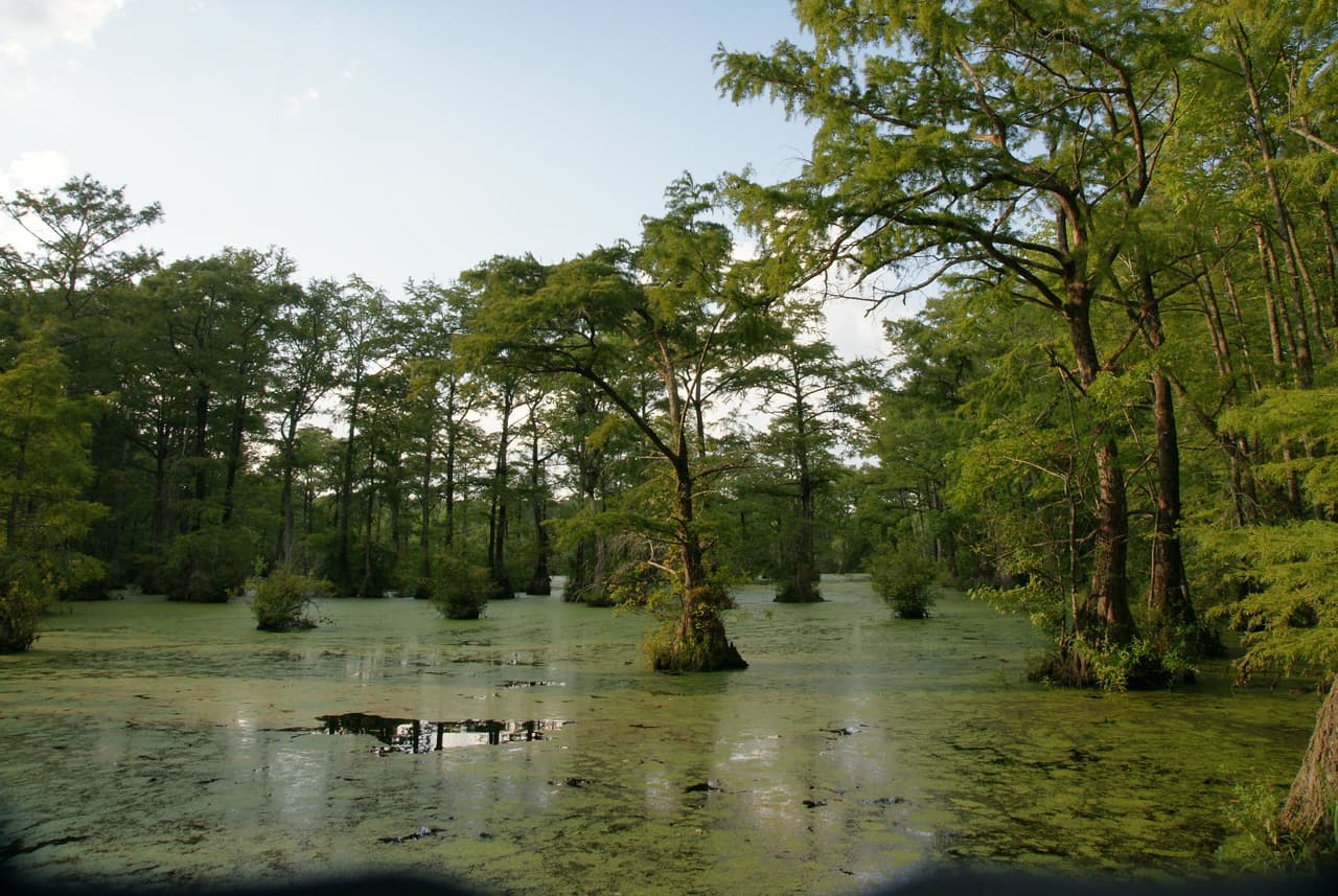 <b><a href="https://www.ncparks.gov/merchants-millpond-state-park/home">Merchants Millpond State Park</a></b>: Navega en canoa, kayak, acampa y deambula con asombro en este parque estatal totalmente con impresionantes vistas dondequiera que mires.