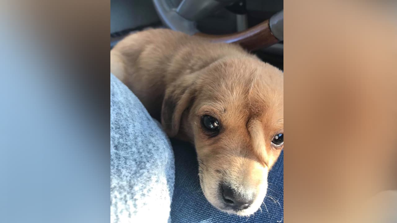 Mac the pitbull dijo a Univision 45 que el rabo no le hace ningún daño al cachorro y que por el momento no tienen planes de ponerlo en adopción.