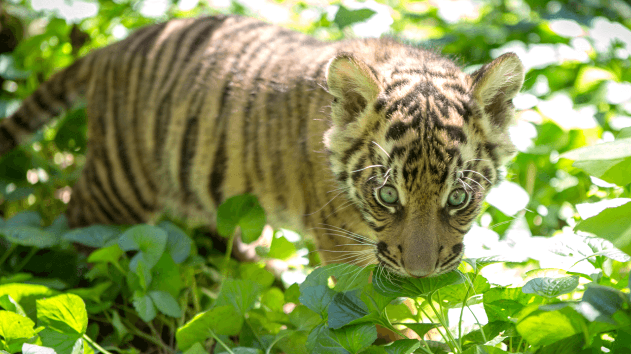 Tiene 9 semanas de nacido.