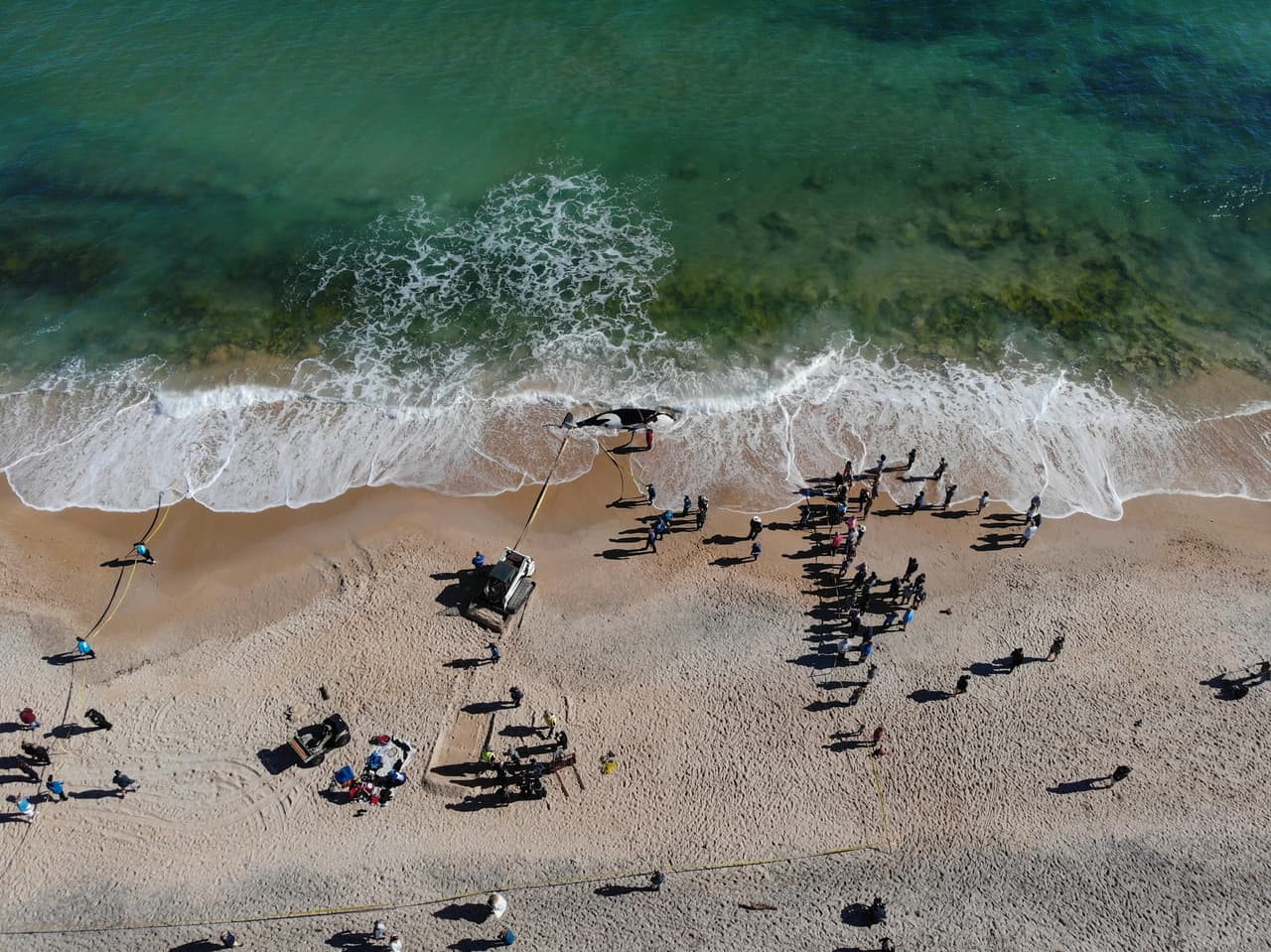 Se utilizaron múltiples equipos para ayudar a sacar la ballena de la orilla.