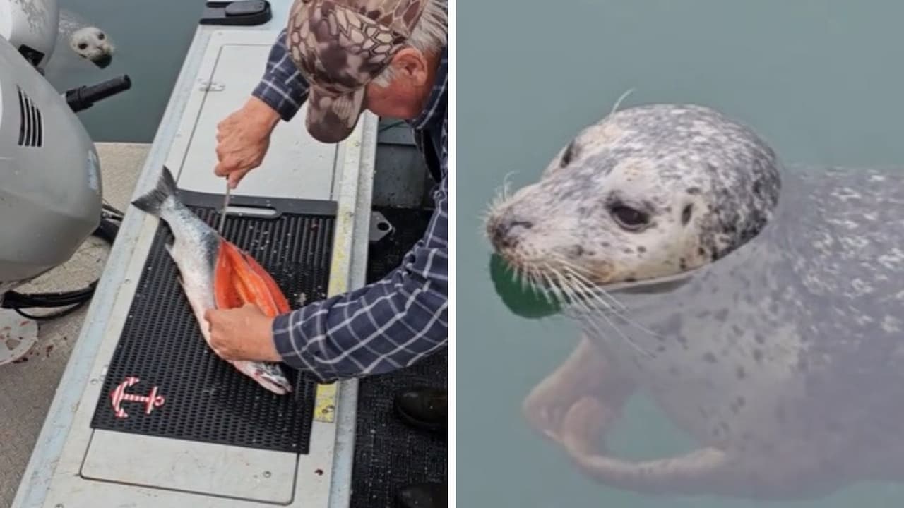 Focas rodean bote para que les den comida y la forma en que esperan se hace viral: "Muy educadas"