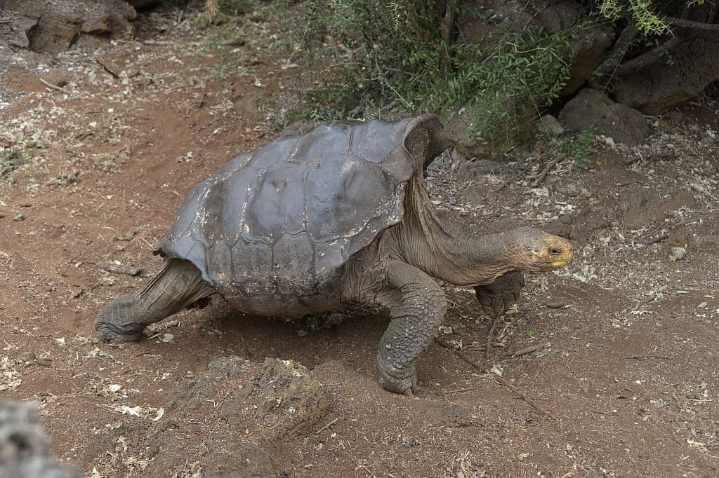 Una tortuga de 100 años de Galápagos, salvó a su especie de la extinción al engendrar por lo menos 800 nuevas crías. Se espera que Diego pueda vivir alrededor de 50 años más, mientras disfruta de su retiro.