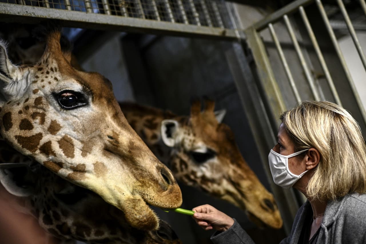 Entre los parques de diversiones se encuentran zoológicos y acuarios.
<br>