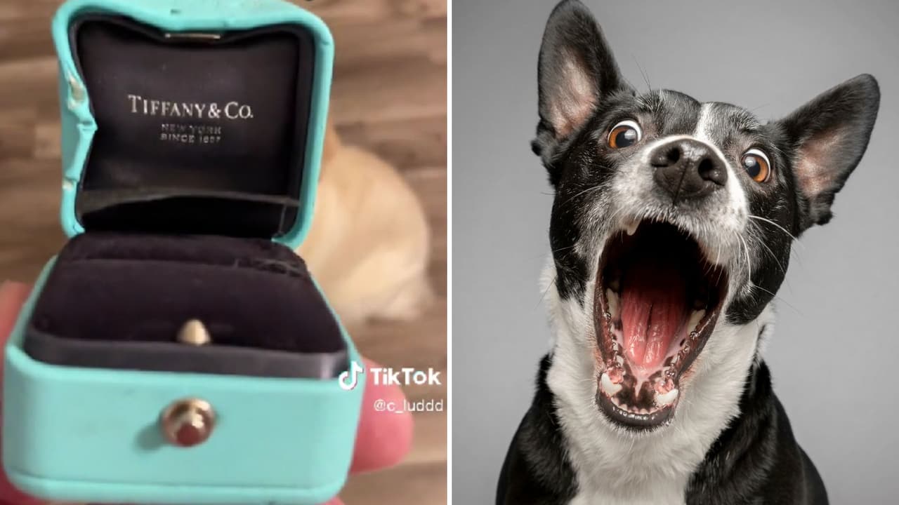 Perrito arruina el compromiso de su dueño: se comió el lujoso anillo que daría a su novia