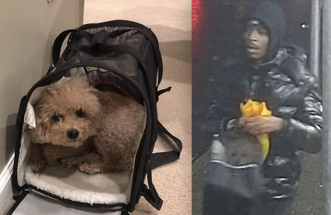 Buscando a Teddy: sujeto roba a un perrito del auto de su dueña