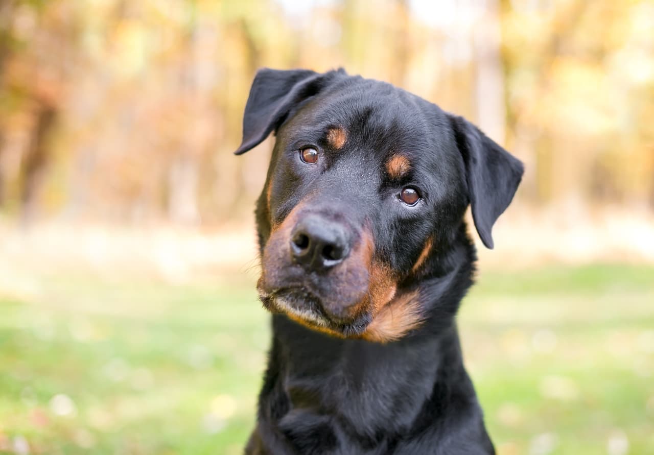 Una joven fue a adoptar un perro y encontró el suyo, que se había escapado hace 2 años