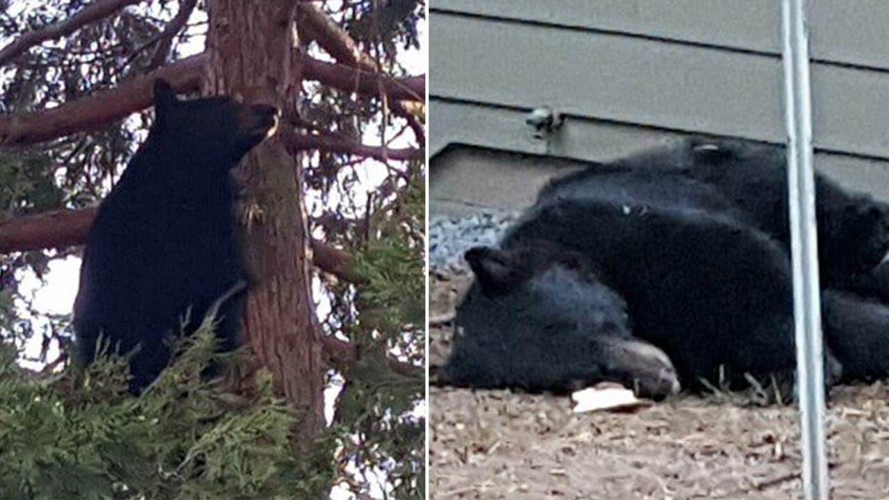 El oso tuvo que ser puesto a dormir por las autoridades