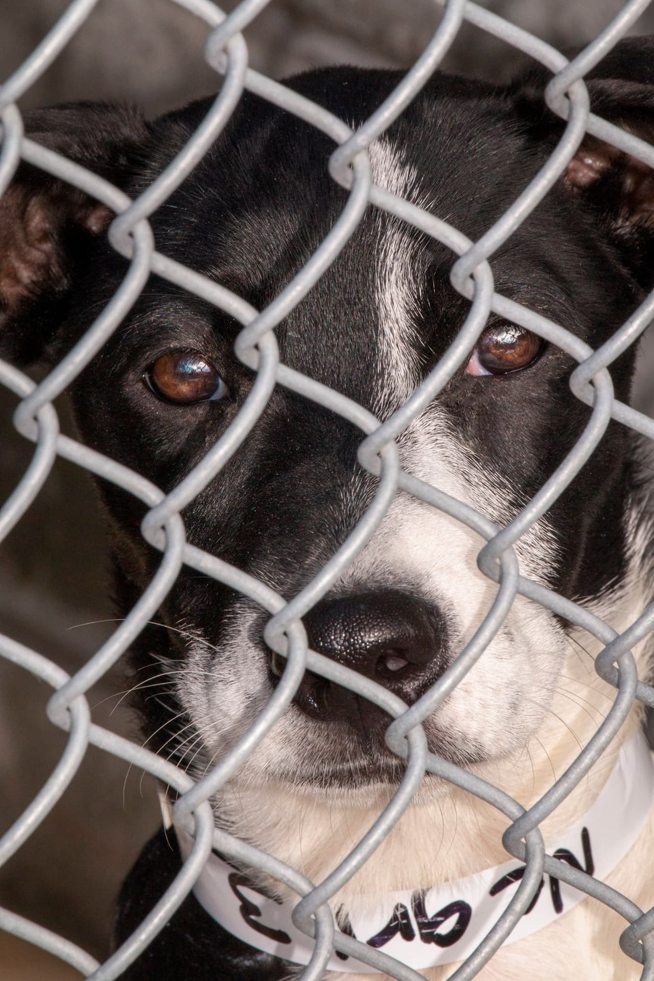 Si interesa adopatar uno o dos de estos peludos, puede acceder al enlace o ponerse en contacto con Brandywine Valley SPCA para obtener más información sobre cómo puede adoptar.
<br>
<br>
<b><a href="https://bvspca.org/about/contact-us/" target="_blank">Brandywine Valley SPCA </a></b>
<br>
